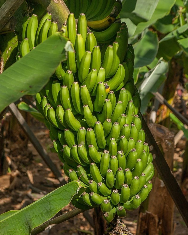 Spice plantation tour