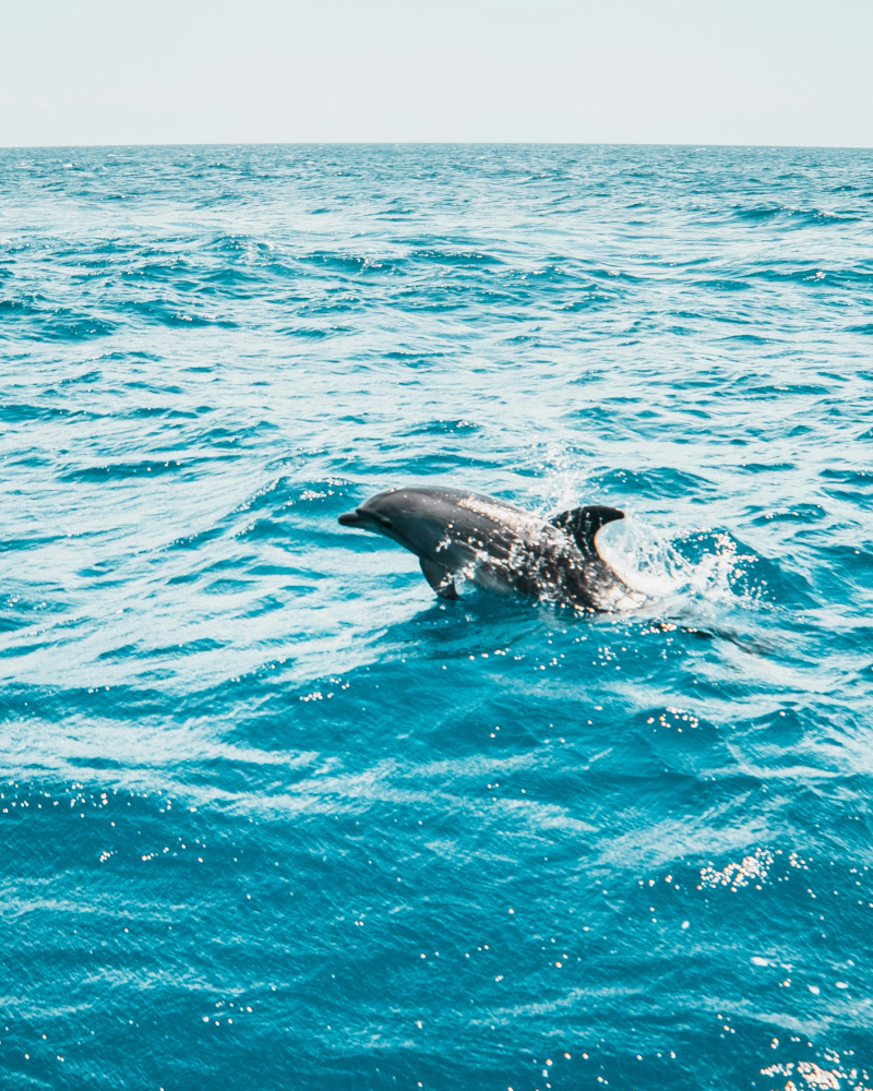 Dolphin watching